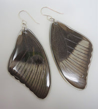 Peacock Swallowtail Resin Earrings