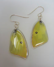 Southern Dogface Butterfly Resin Earrings - Zerene cesonia