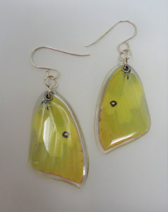 Southern Dogface Butterfly Resin Earrings - Zerene cesonia