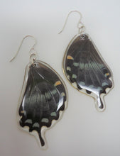 Spicebush Swallowtail Resin Earrings -- Papilio troilus